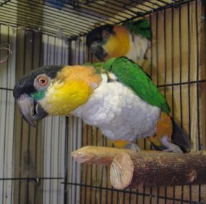 tips huisdieren beschermen vuurwerk vogels