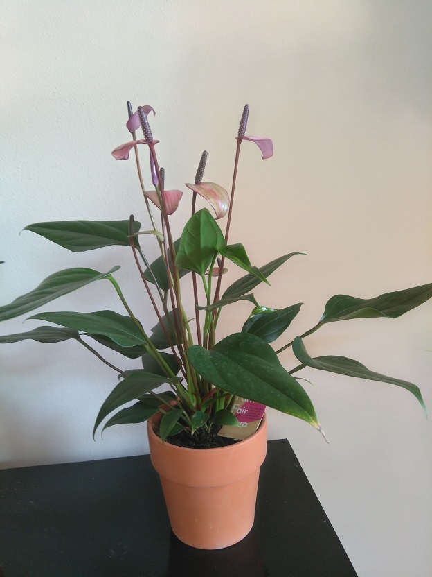 Meer groen met Fair Flora eerlijke bloemen en planten 4